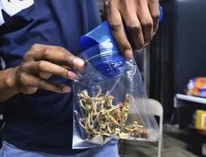 mushroom grow kit psilocybin, mushroom growing kit psilocybin, psilocybin mushroom growing kit​, can you smoke psilocybin mushrooms, drying psilocybin mushrooms​, order psilocybin mushrooms online​, psilocybin mushroom grow kits, psilocybin mushrooms kits, how to dry psilocybin mushrooms, psilocybin mushroom buy, psilocybin mushroom kit​, are psilocybin mushrooms addictive​, psilocybin azurescens​, psilocybin growth kit, grow your own psilocybin mushrooms, how to store psilocybin mushrooms​, psilocybin grow kit, australian psilocybin mushrooms​, buy psilocybin mushrooms, can you smoke psilocybin mushrooms, picking psilocybin mushrooms, where to buy psilocybin mushrooms​, buy psilocybin, where can i buy psilocybin mushrooms, buy psilocybin mushrooms online, price of psilocybin mushrooms, psilocybin mushroom cost, order psilocybin mushrooms online, psilocybin depression, psilocybin depressionen,psilocybin studie teilnehmen, psilocybine depression, psilocybin azurescens, psilocybin mushroom art, psilocybine microdosing​, psilocybine therapie baden württemberg​, psilocybin dosierung, essai clinique psilocybine france​, psilocybine achat, psilocybine et bipolarité​, psilocybin azurescens, microdosage psilocybine avis, psilocybine acheter, acheter psilocybine​, psilocybin mushroom grow kit, how much does psilocybin cost​, can psilocybin mushrooms go bad, do psilocybin mushrooms go bad, psilocybin mushrooms bc, psilocybine québec, are psilocybin mushrooms addictive, psilocybin mushroom art​, picking psilocybin mushrooms, psilocybin tolerance calculator, growing psilocybin mushrooms at home,